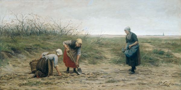 Scheveningse vrouwen bij het nalezen van een gerooid aardappelveld
